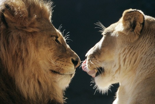 West African lions are in danger of becoming extinct. (Photo Credit: Google Images)