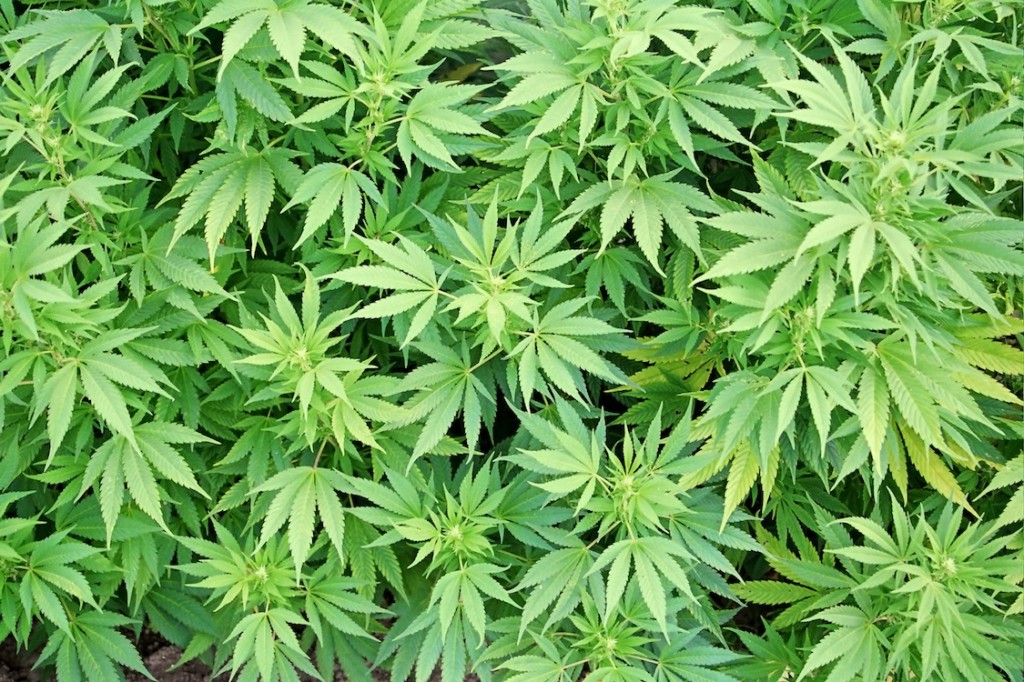 Jamaica is set to legalize marijuana this year. (Photo Credit: Google Images) 