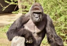 #JusticeforHarambe: The Wagons Circle Around Black Family
