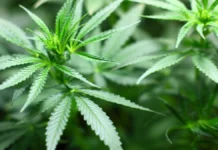 CANADA: Uber Eats Partners with Cannibis Retailer