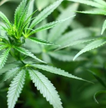 CANADA: Uber Eats Partners with Cannibis Retailer